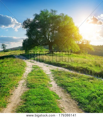 Tree pathways in the contryside near forest