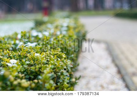 The last snow on a green bush, spring landscape
