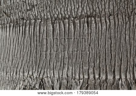 Palm tree texture. Background of palm tree bark. Organic background and texture. Abstract texture and background for designers. Macro view of palm tree bark. Natural pattern.
