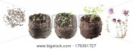 Stages of growth of plant from seed to flowering plant. Life cycle of thyme (Thymus serpyllum)