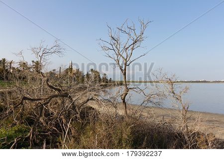 Hala Sultan Tekke And Larnaca Salt-lake Behind Tree Branches, Cyprus