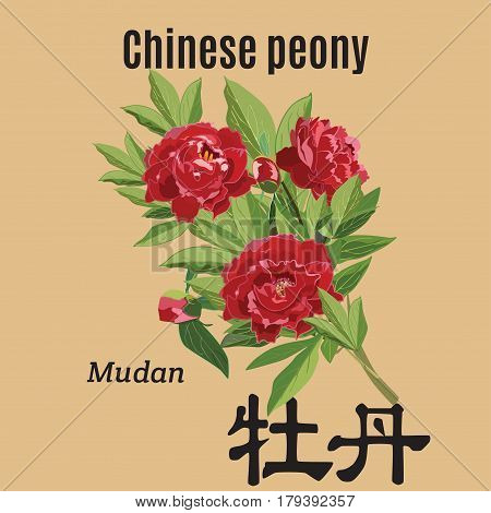 Vector illustration of chinese peonies. Mudan hieroglyphics in chinese. Flat style design element.
