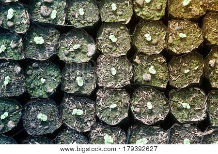Close-up of green seedling of Wishbone flower growing in a pot.
