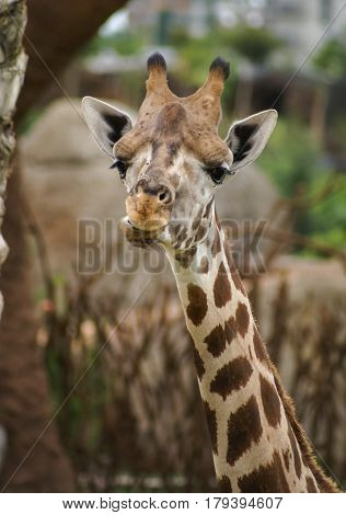 Closeup full face image of giraffe`s head and neck