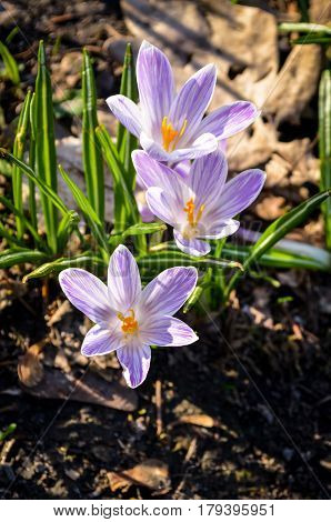 purple colored crocus flower in sunshine light during springtime