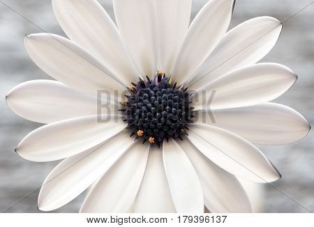 a macro shot of white Osteospermum fruticosum flower