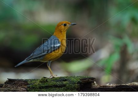 Orange-headed Thrush (geokichla Citrina)