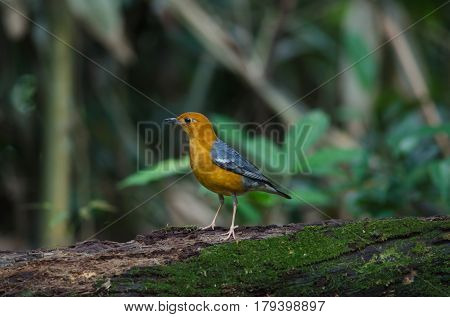 Orange-headed Thrush (geokichla Citrina)