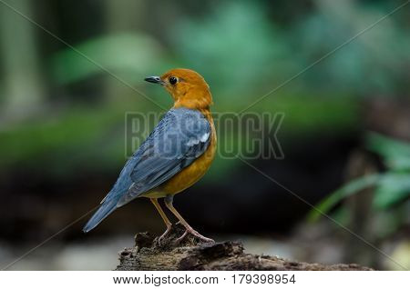 Orange-headed Thrush (geokichla Citrina)