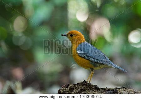 Orange-headed Thrush (geokichla Citrina)