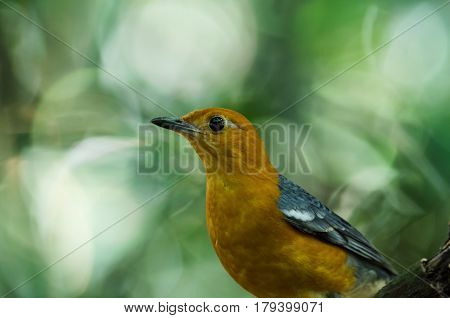 Orange-headed Thrush (geokichla Citrina)