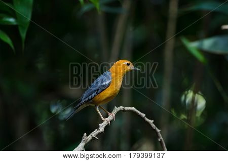 Orange-headed Thrush (geokichla Citrina)