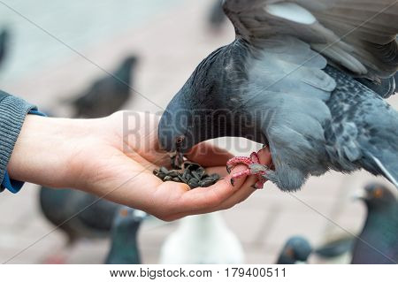 Beautiful grey pigeon eating on human's hand