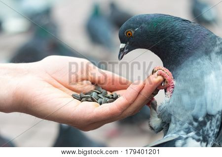 Beautiful grey pigeon eating on human's hand