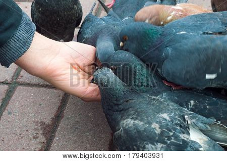 Many birds pigeons feeding from a man hand on a city square