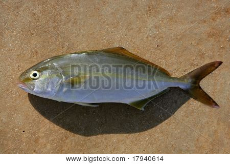 Seriola Dumerili größer Seriola Fisch auf braunen Hintergrund
