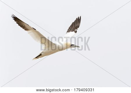 Northern Gannet (Morus bassanus) flying against white sky Great Saltee Saltee Islands Ireland.