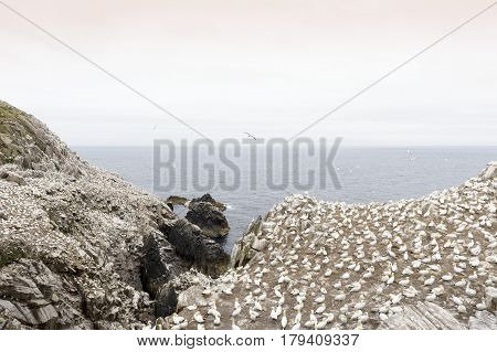 Northern Gannet (Morus bassanus) colony in flight and nesting on cliffs Saltee Islands Ireland