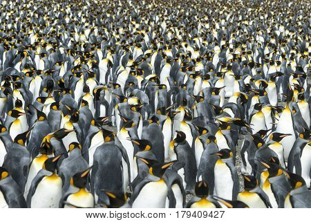 Huge King penguins colony at South Georgia