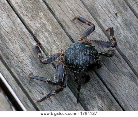 Big Crab da Maldive