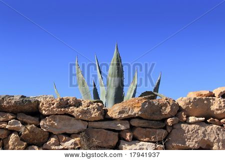 pianta mediterranea agave pitera dietro pietra muratura a parete