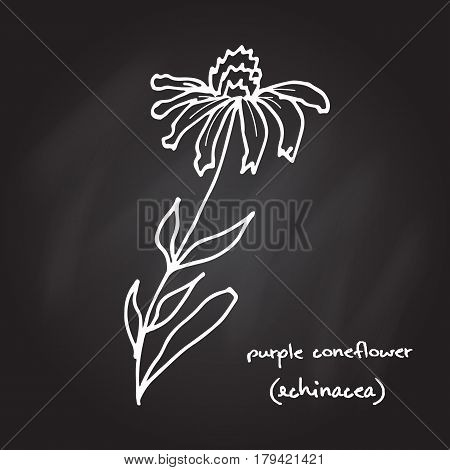 Medicinal plant - echinacea purpurea, purple coneflower. Vector illustration