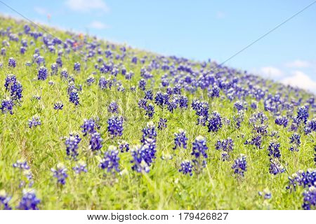 Blue Bonnet is at full bloom in Brenham, TX