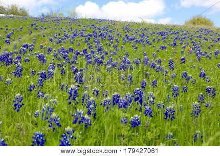 Blue Bonnet is at full bloom in Brenham, TX
