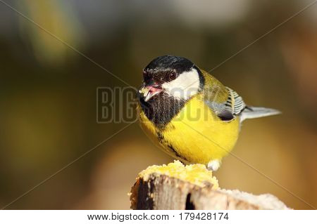 cute great tit at garden bird feeder ( Parus major ); in winter the hungry wildlife is coming to eat seeds