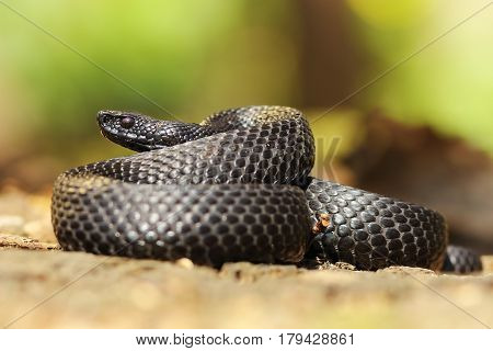 black nikolskii adder in natural habitat ( Vipera berus nikolskii melanistic form )