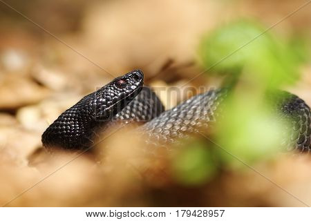 portrait of melanistic viper hiding on forest ground amongst faded leaves ( Vipera berus nikolskii )