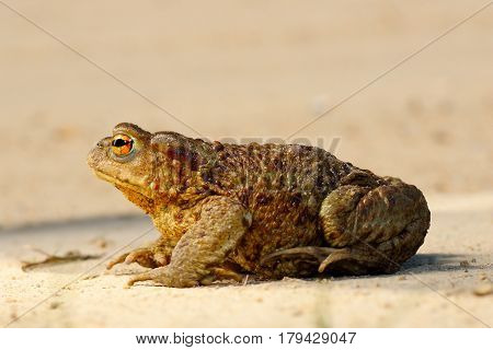 profile view of brown common toad ( Bufo female )