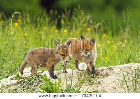 european red fox siblings playing near the den ( Vulpes )