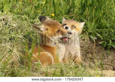 two european red fox cubs playing near the den ( Vulpes young wild animals )