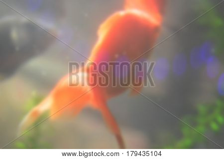 Gold aquarium fish blurred background, neon light