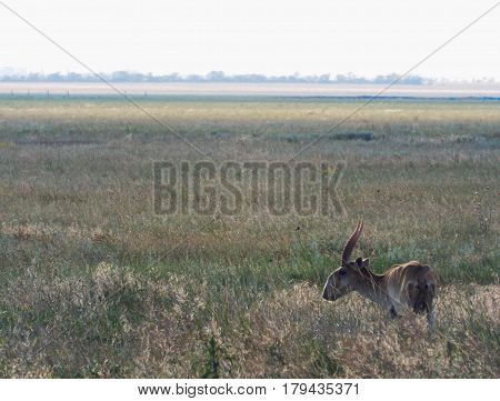 Antelope wildebeest in the field of Ascania New