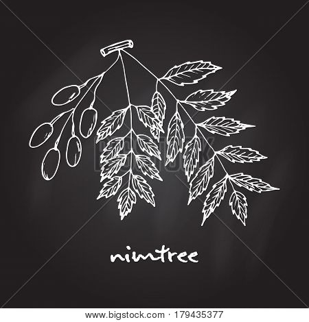 Nimtree, medicinal plant. Hand drawn botanical vector illustration
