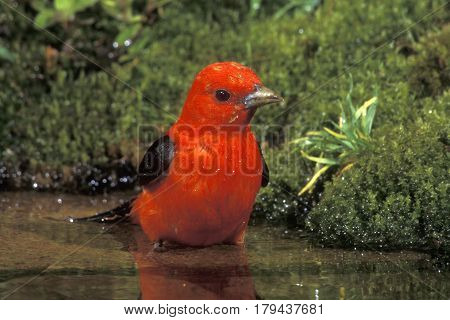 A male Scarlet Tanager, Piranga olivacea bathing in a shallow pond