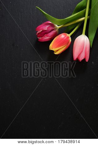 a colourful spring background with beauitiful tulips