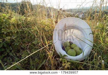 Fruits & Hat in a summer day.