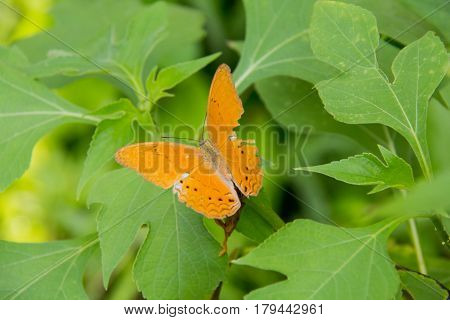 Orange batterfly color sit on flower. Colorful orange batterfly with green leaf.