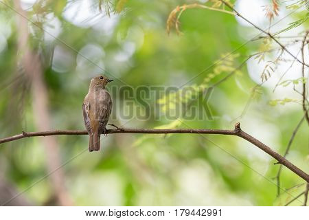 Bird (blue-and-white Flycatcher) On A Tree
