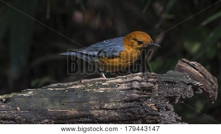 Bird (orange-headed Thrush) On A Timber