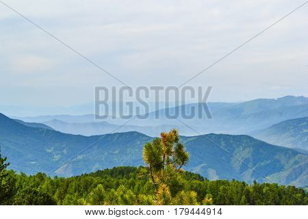The top of the pine on the background of the Altai mountains