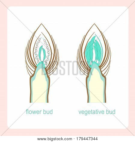Scheme of longitudinal sections of vegetative and flower buds. Learning biology stock vector illustration
