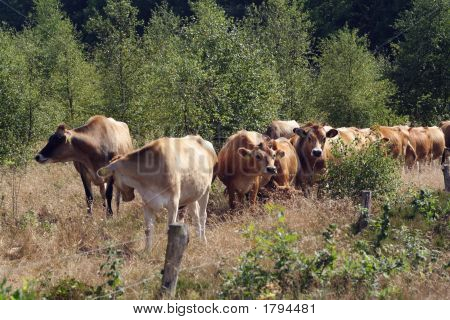 Cattles