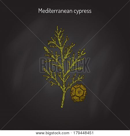 Mediterranean Cypress branch Cupressus sempervirens . Vector illustration