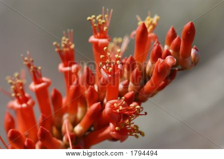 Ocotillo blomstrer