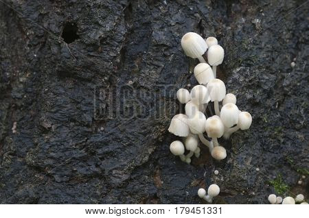 Mushrooms (Coprinus disseminatus) on a stump in a green moss
