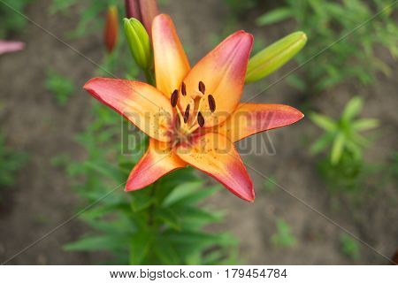 Closeup orange pink Lily flowers in a garden Macro shot Pistil and stamen and bud